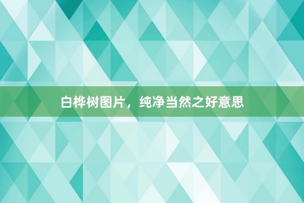 白桦树图片，纯净当然之好意思